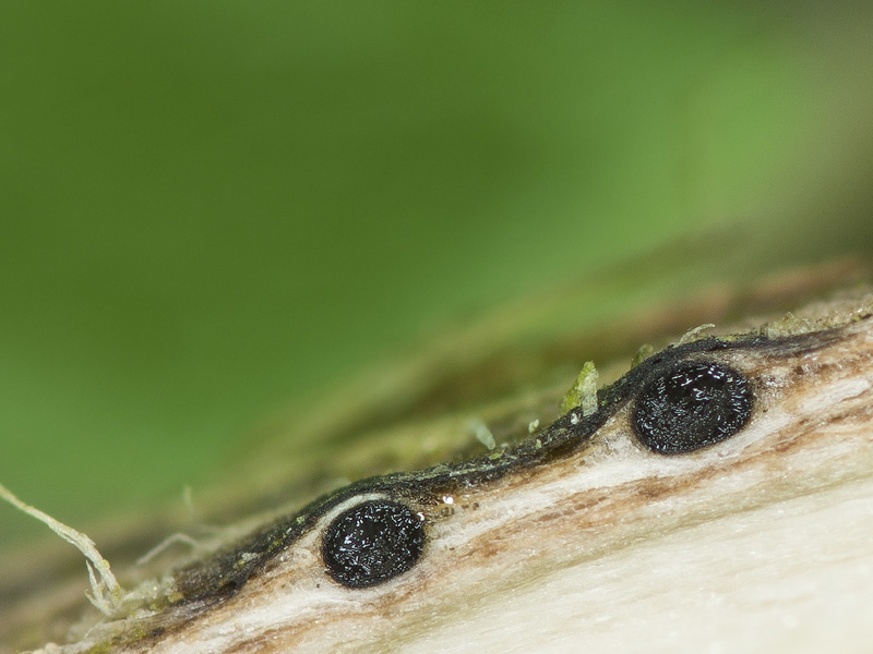 Amphisphaerella xylostei